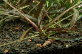 Image result for Hygrophila uliginosa