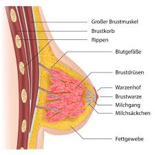 Obere brustmuskeln, untere brustmuskeln und die innere brust. Anatomie Und Funktion Der Brust Dkg