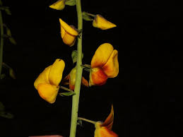 Image result for Crotalaria valida