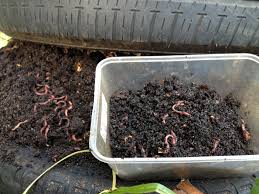 After 2 to 3 days due to lack of moisture, earthworms will crawl down to the bottom layer. Some Dos And Don Ts Of Worm Farming Ground To Ground