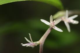 Image result for Petiveriaceae