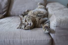 Was kann man dagegen tun, dass die katze die möbel zerkratzt? Sofaschoner Katzen Sesselschoner Fur Katzen