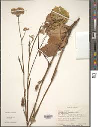 Image result for Pimpinella buchananii