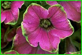 Check spelling or type a new query. 10 Aneka Jenis Bunga Petunia Paling Cantik Ekor9 Com Ekor9 Com