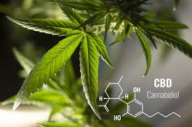 The majority of drugs tests will likely be looking for cannabis (amongst other things, in some cases) which leads cbd, on the other hand, is not psychoactive (meaning it does not create a 'high') and is found in higher quantities in industrial hemp plants. Does Cbd Show Up On A Drug Test Everything You Need To Know About