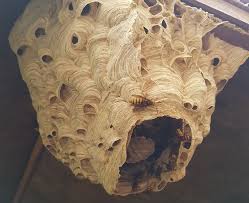 We did not find results for: Can Wasp Nests Damage Your Home