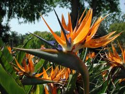 Strelitzia Cennet Kusu Bitki Cennetkusu Cicek