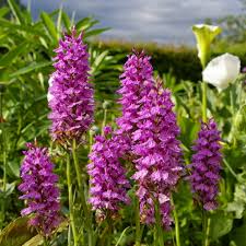 Image result for Hebenstretia angolensis