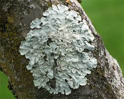 Palm tree trunk with greens 3. Fs1205 Tree Dwelling Lichens Rutgers Njaes