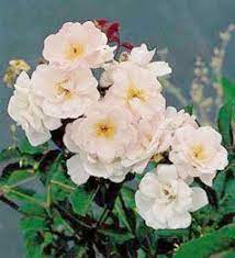 The Antique Rose Emporium Container Roses Antique Roses Beautiful Roses