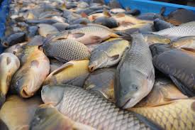 Jharkhand On Alert After Bihar Bans Fish From Andhra That Had Formalin Telegraph India