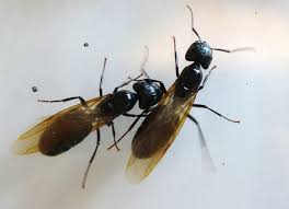 The kitchen can be a challenging place to get rid of ants since there are so many sources of food. Ants Umn Extension
