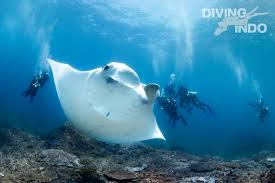 Diving is an exceptionally safe sport due to two things. Bali Diving Discover Scuba Diving Indo