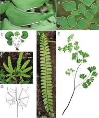Image result for Adiantum patens