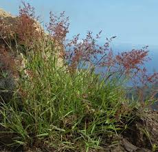 Image result for Tricholaena