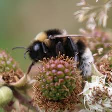 Image result for Bombus bohemicus