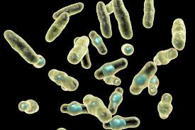 Perfringens outbreaks to the u.s. Cheese Sauce Linked To Clostridium Perfringens Outbreak Food Safety News