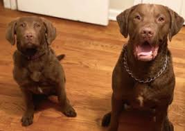 Über 7 millionen englische bücher. Best Chesapeake Bay Retriever Breeders In The Usa 2021 We Love Doodles