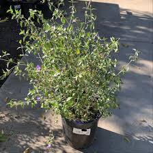 Image result for Ruellia praetermissa
