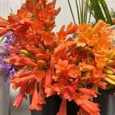 Image result for Cyrtanthus