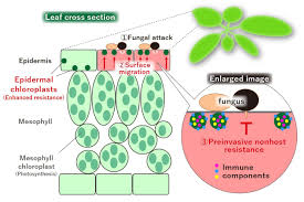 Chloroplasts entered a symbiotic (greek syn = together, and bios = life) relationship with another cell, which eventually led to the plant cells we have today. Immune Function Of Small Chloroplasts In The Epidermal Cells Of Plants