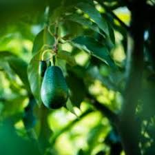 Citrus look and grow the best when given a nice big pot and lots of fertilizer. Fruit Trees For Sale In Melbourne Heritage Fruit Trees All Green