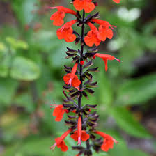 Image result for Salvia coccinea