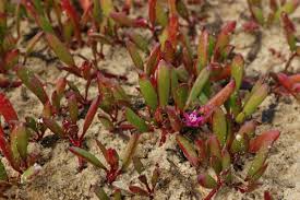 Image result for Sesuvium portulacastrum