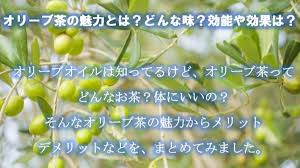 オリーブ茶の魅力とは どんな味 効能や効果は ふぁみたね