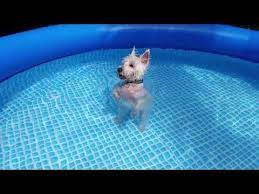 Romeo 39 S Bath Time Romeo Westie Senior Dog Lovely Dog Dog Bathing Shower Wet Dog Youtube Westies Dog Bath Senior Dog