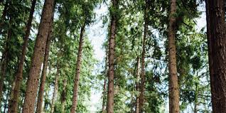 Brielle Papillon and Phillip Mackey's Wedding Website