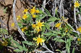 Image result for Tridactyle filifolia