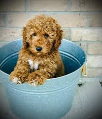 They will be available to pick up on may 1, 2021. Home Raised Goldendoodle Puppies For Sale Peters Puppies