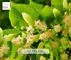 Tout Sur Le Tilleul Verde