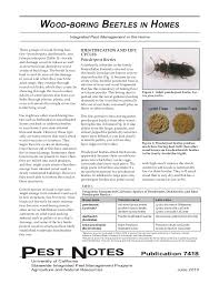 The batman effect is a strategy used to motivate children and improve their perseverance by having them adopt the persona of their favorite superhero or other hardworking character. Wood Boring Beetles In Homes Integrated Pest Management