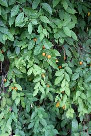 Image result for Carpolobia goetzei