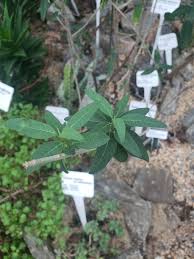 Image result for Euphorbia espinosa