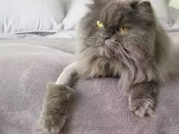 Shaving the cat also cuts down on t. What Is The Purpose Of Shaving Persian Cats Quora