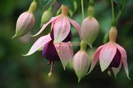 These Are Some Of The Best Flowers From Tamil Nadu India Own Cultivation By The People S In Tamilnadu Amazing Flowers Botanical Gardens Flowers