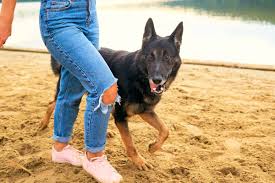 Certified (orthopedic foundation for animals) to prevent hip dysplasia in mystra shepherds. 10 Best German Shepherd Rescues For Adoption 2021 Our Top 10 Picks