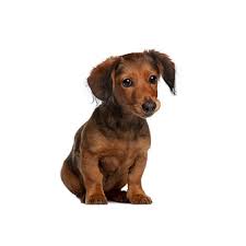 Longhair black and tan dapple miniature dachshund girl. Dachshund Puppies Petland Novi
