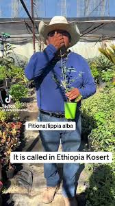 Image result for Lippia abyssinica