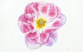There is also an extensive collection of botanical illustrations, some of which were exhibited at the national gallery last summer. Botanical Drawing With Illustrator Crystal Shin Basics Of Colored Pencils