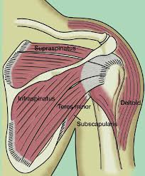 Shoulder Impingement Syndrome The Institute For Athletic Medicine