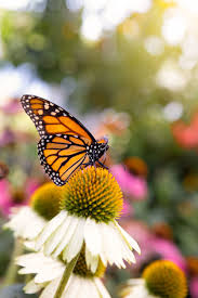 10 Papillons A Reconnaitre Dans Le Jardin Jardins Plantes Couvre Sol Conseil Jardinage