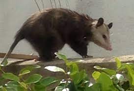 Possum On My Fence Black Bear Possum Art Class