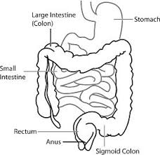 Difference Between Ulcerative Colitis And Crohns Disease