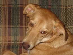 Maybe you would like to learn more about one of these? What Breed Is My Dog