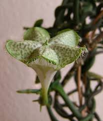 Image result for Ceropegia conrathii