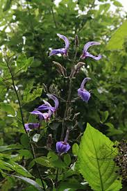 Image result for Brillantaisia cicatricosa